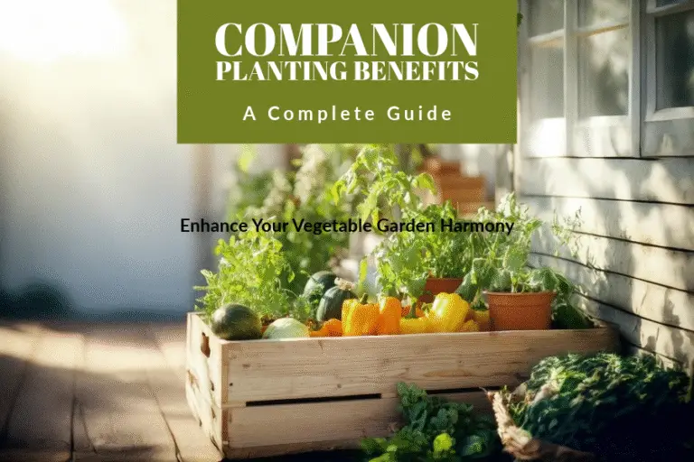 companion planting for vegetable gardens