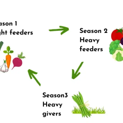 Crop Rotation – Getting the best from your plot